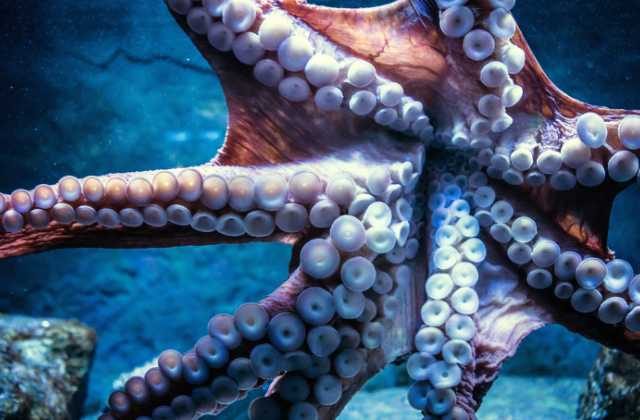 How Much Consciousness Does An Octopus Have