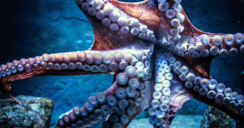 How Much Consciousness Does An Octopus Have