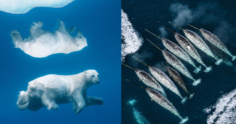 Beautiful Arctic Animals