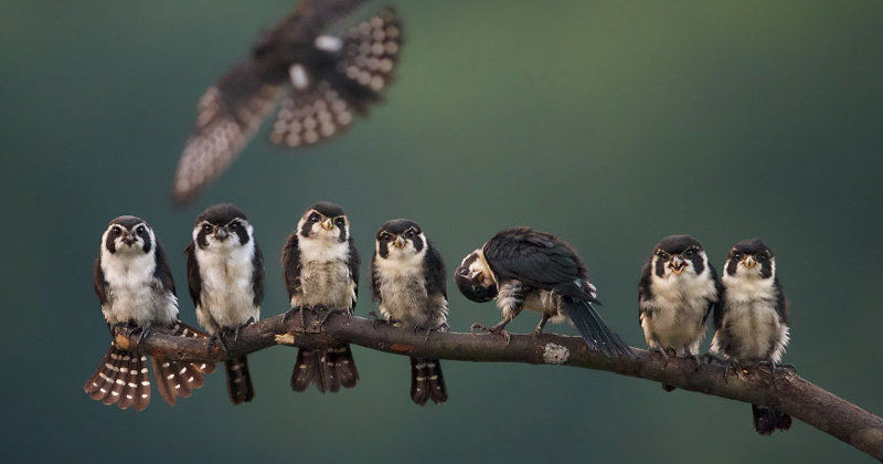 These Entries To The National Geographic Nature Photographer Of The Year Captures Nature At Its Best