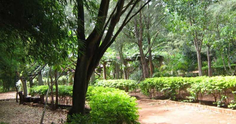 All 185 Trees of Bengaluru's Bannerghatta Road Saved Despite Sanctioning of Metro Line