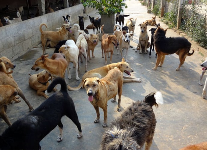 stray dogs