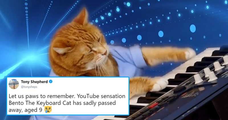 Keyboard cat meme