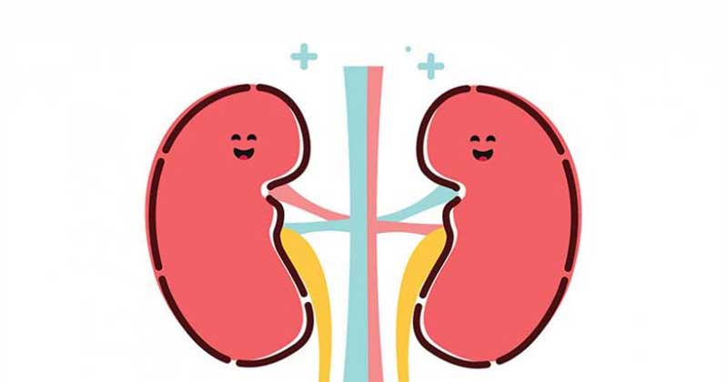 8 Foods For Healthy Kidneys