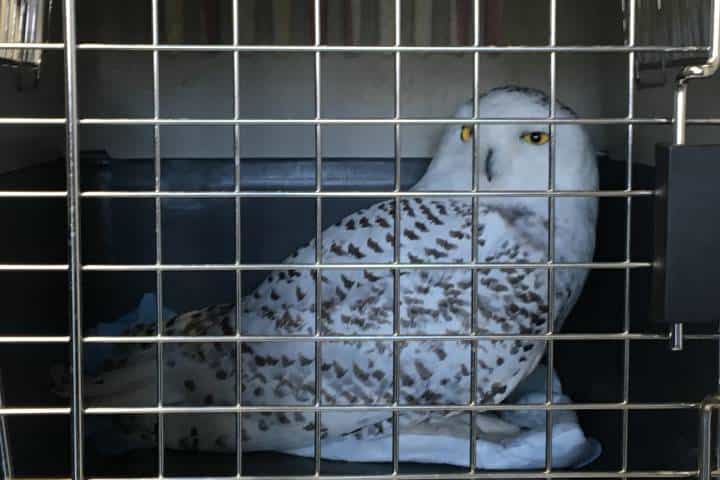 Alberta Institute for Wildlife Conservation