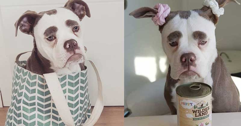 World's Saddest Dog English Bulldog