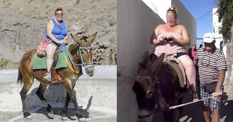 Meet the silly donkey crushing fat tourists of Greece