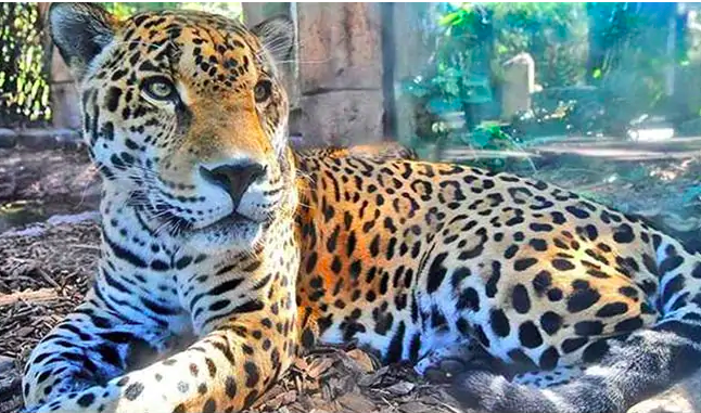 Jaguar