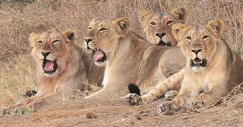 11 lions found dead at Gir