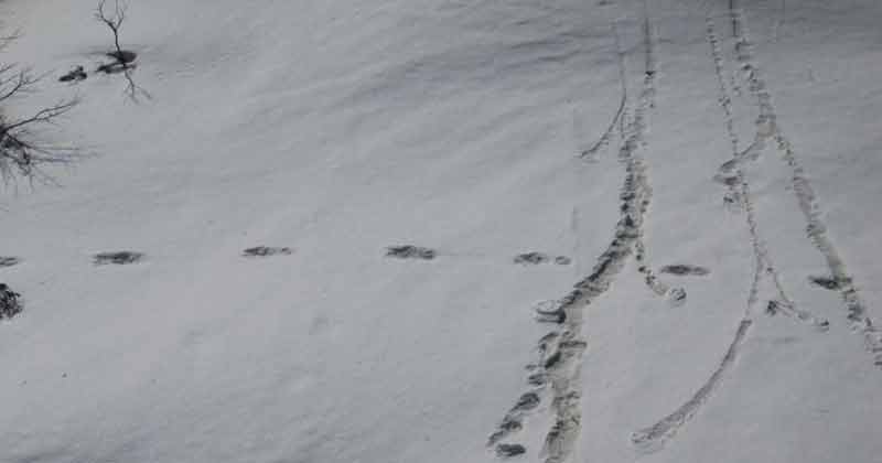 Yeti's Footprints
