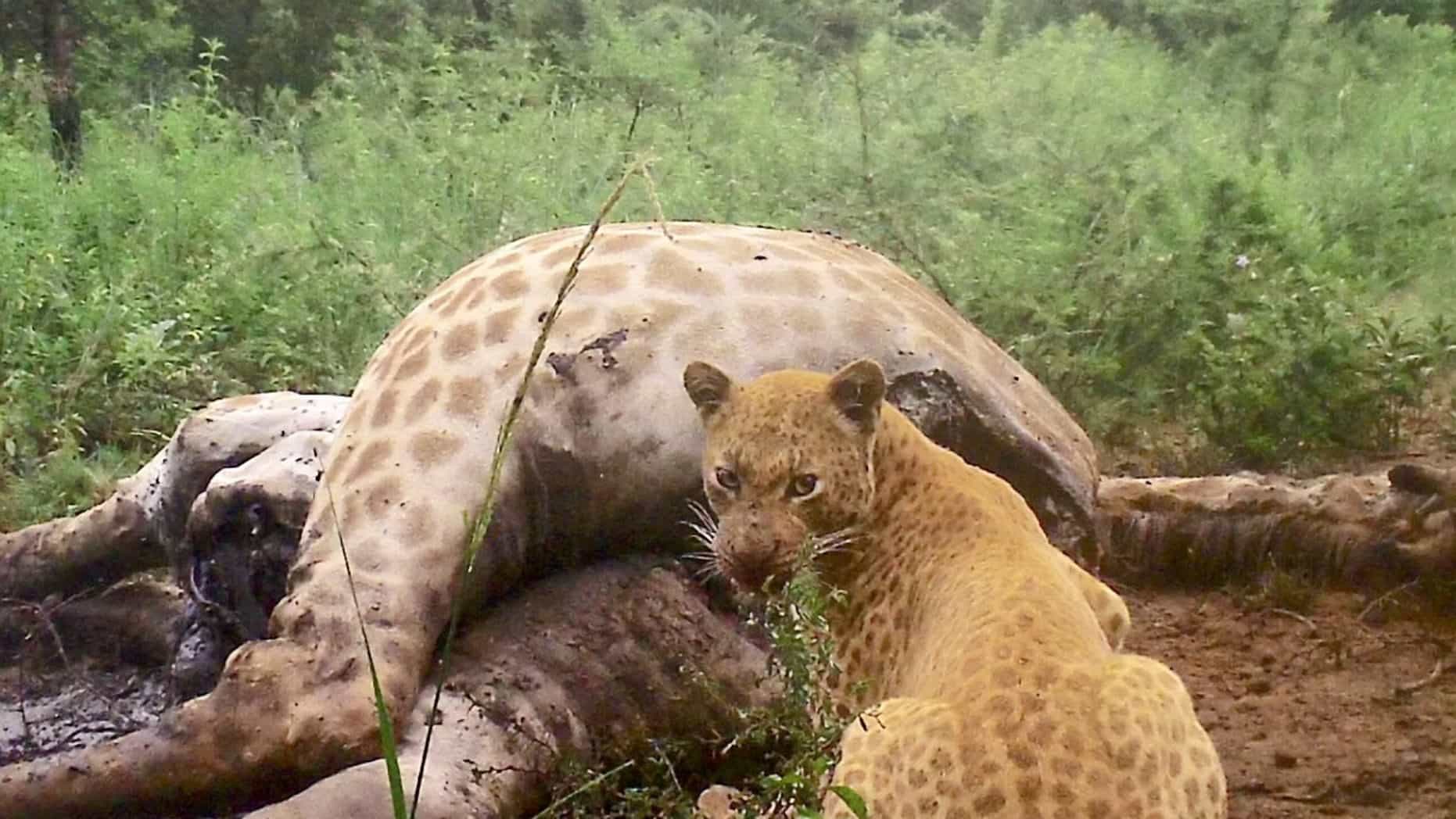 Strawberry leopard in South Africa