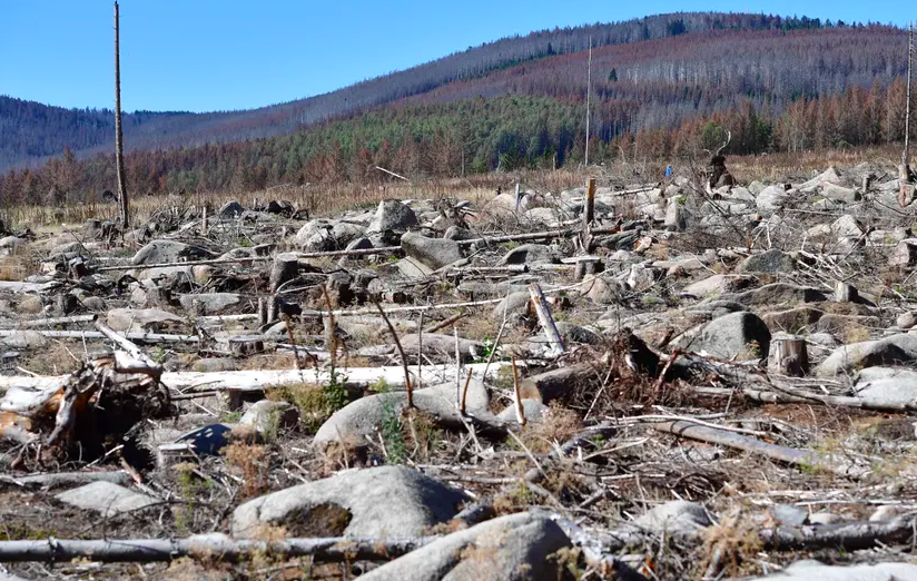 Germany's forests are in a state of crisis
