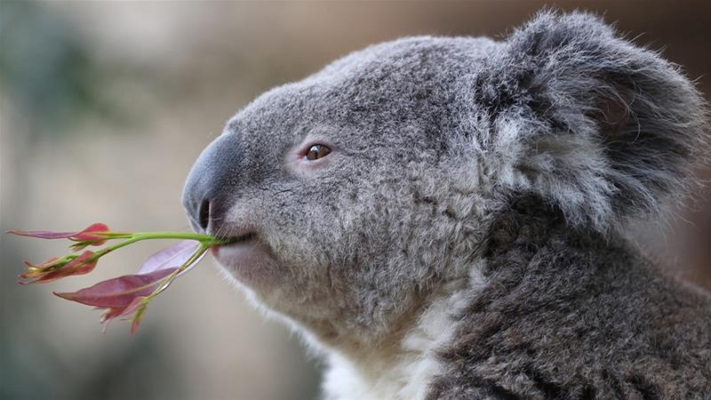 hundreds of Koalas feared dead in Australia