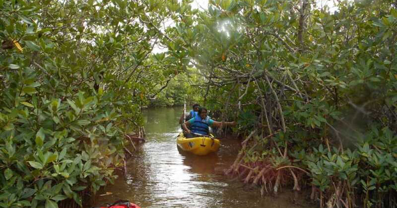 Aguada Backwater Kayaking | Unexplored Places in Goa