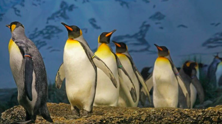 emperor penguins