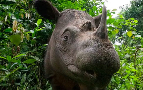 saving the Sumatran Rhino
