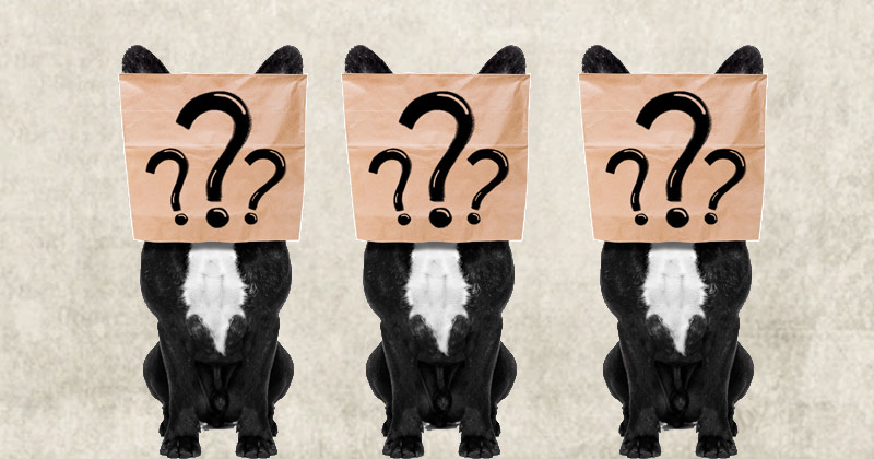 Best Family Dog Breeds