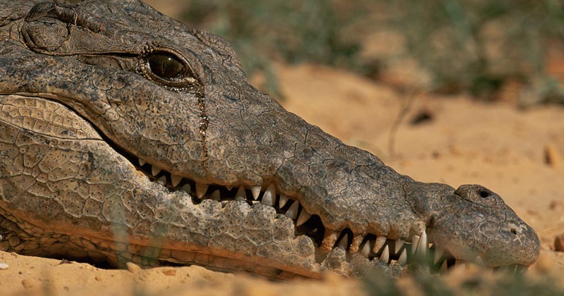 Why do we say Crocodile Tears