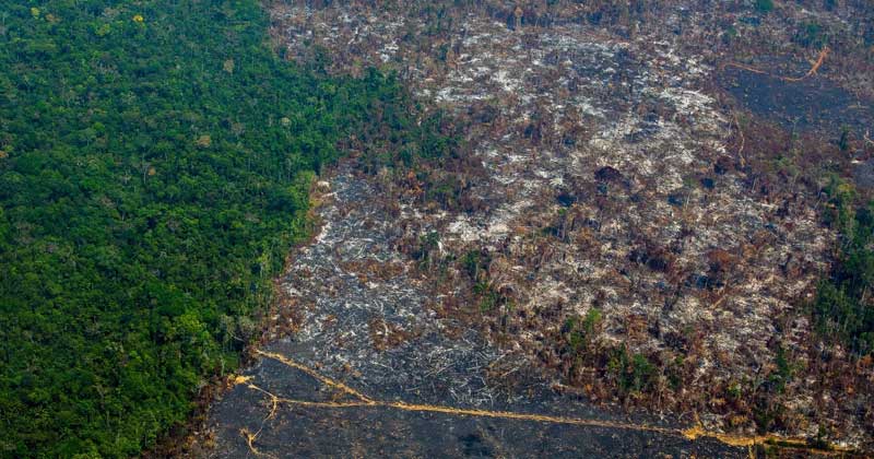 deforestation in amazon forest