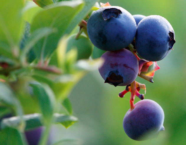 world's most recommended fruit