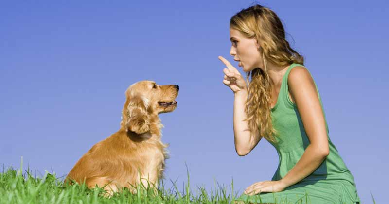 Reasons To Talk To Your Dog