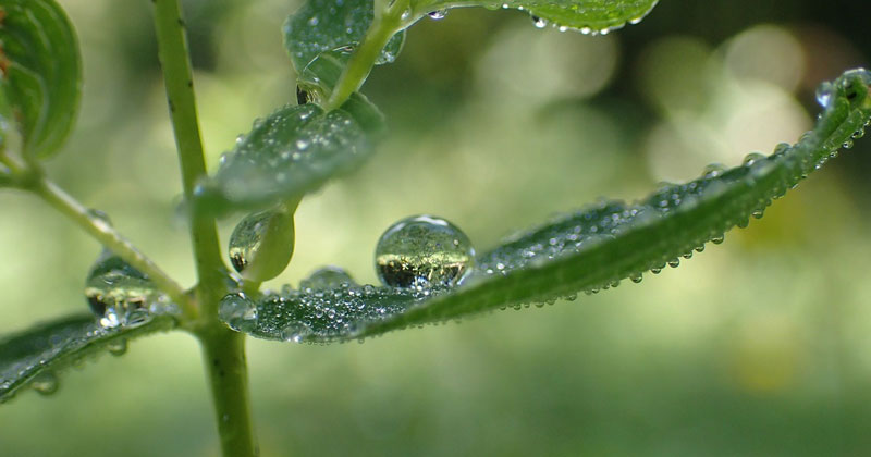 why is biodiversity important