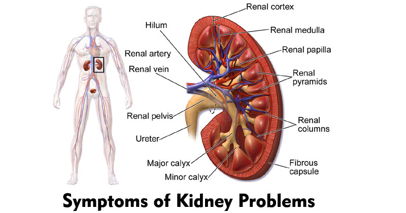 Symptoms of Kidney Problems