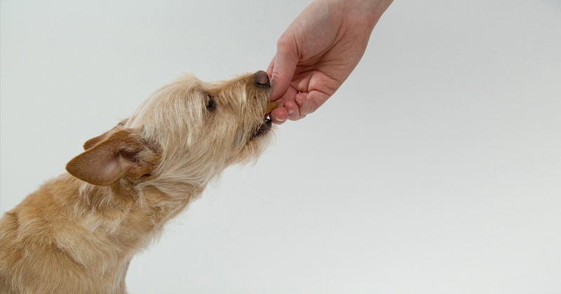 Why Can't Dogs Eat Chocolate