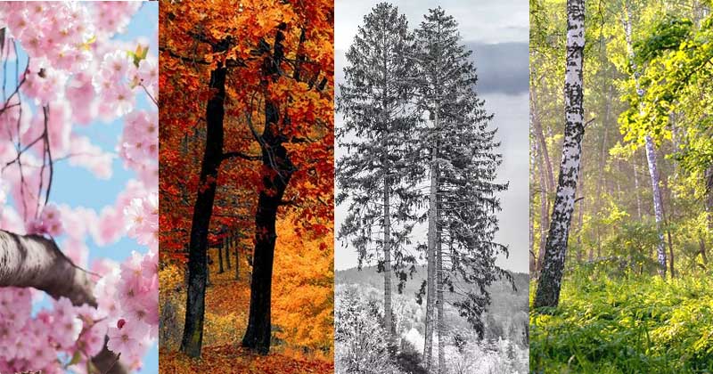 four seasons of the year