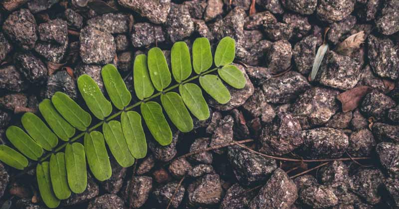 Why Are Leaves Green