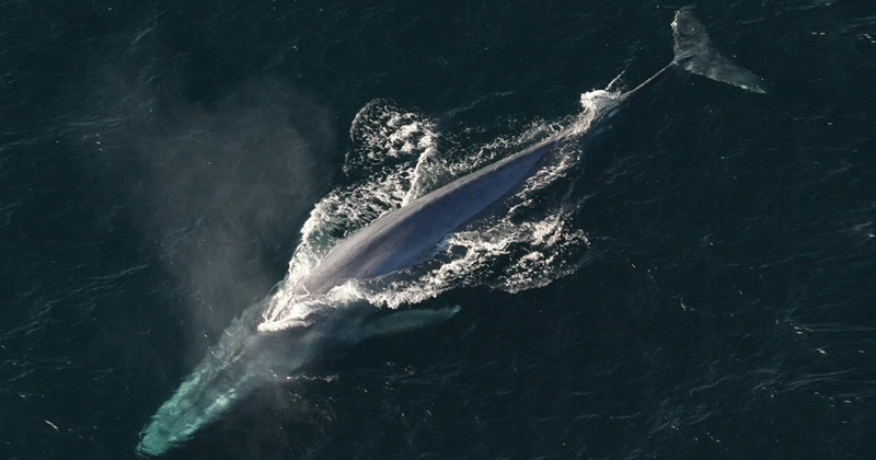 why are whales not grouped in fishes