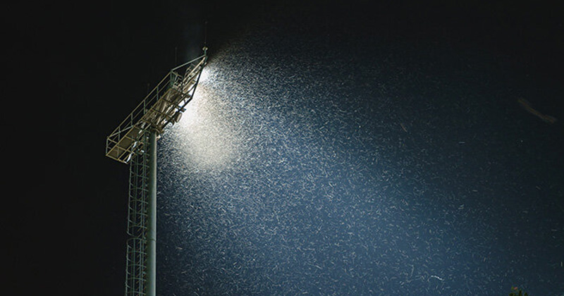 Why Are Insects Attracted To Light