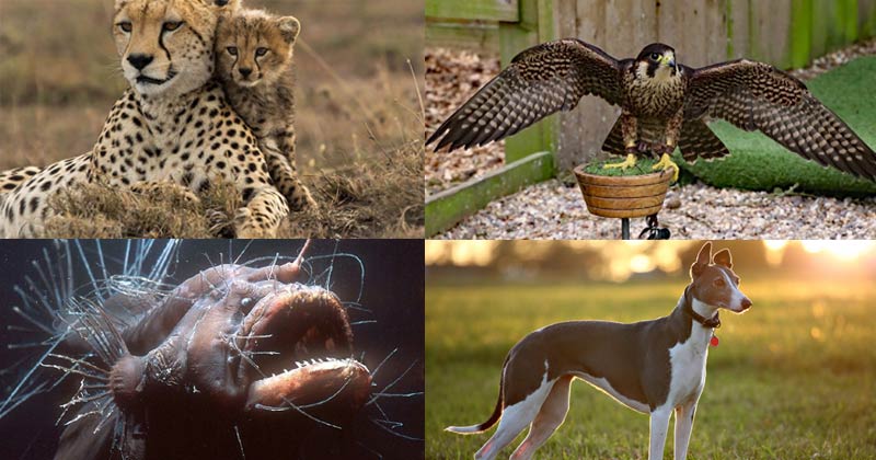 The Kings of the animal kingdom