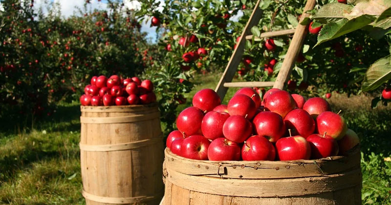 Red Apple Or Green Apple