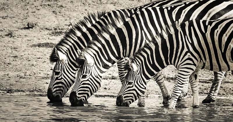 Why Do Zebras Have Stripes