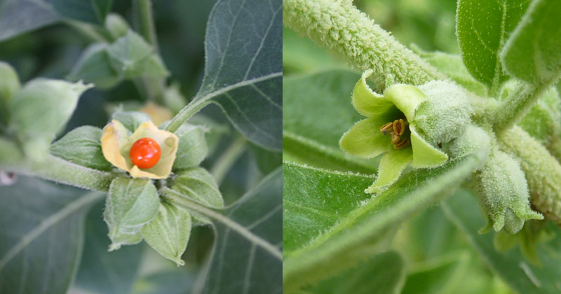 Benefits of Ashwagandha