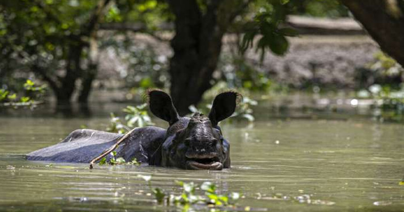 Flood in Assam
