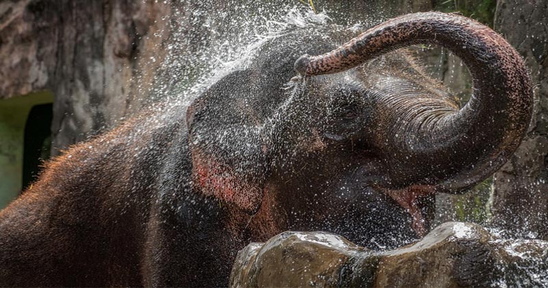 How Animals Keep Themselves Cool In Summers