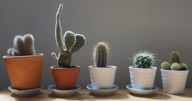 Why Plants and Animals Have Thorns