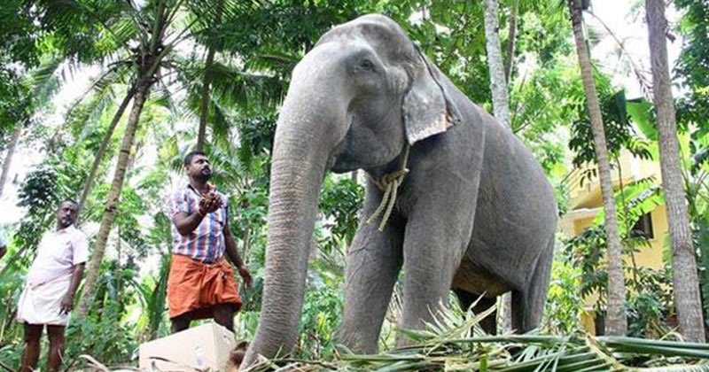 World's Oldest Living tusker Dakshayani