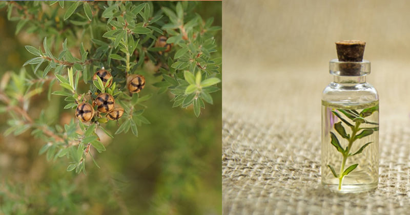 Benefits of Tea Tree Oil