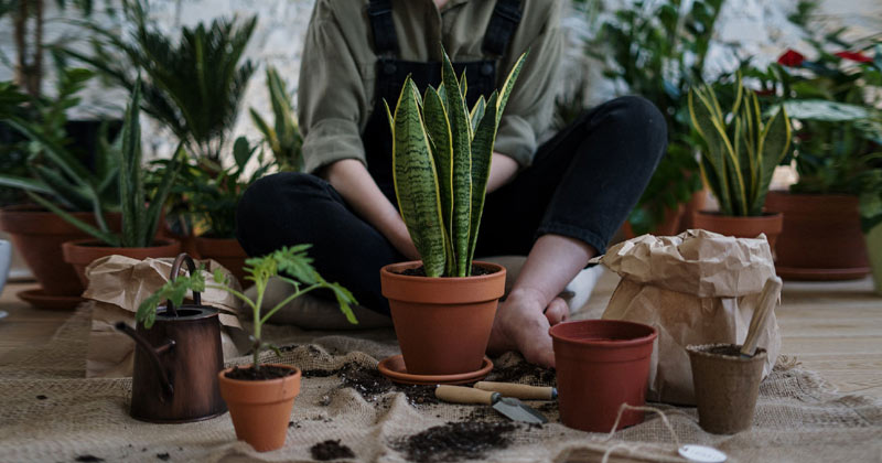 How to grow plants at home | gardening for beginners