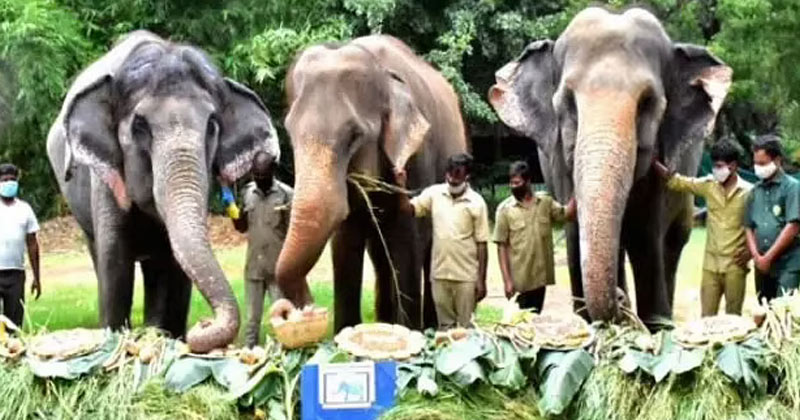 Gland Pharma Adopts 27 Zoo Animals