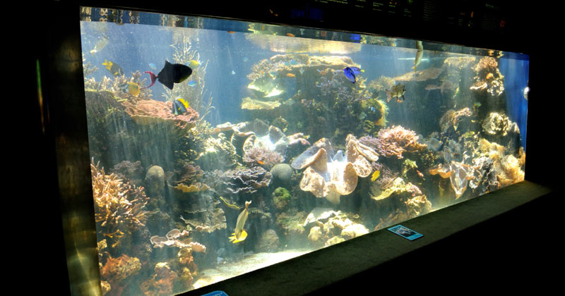 Fish Tank | How to Clean Fish Tank