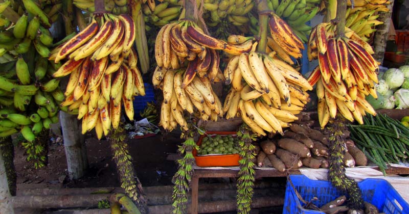 Chengalikodan banana