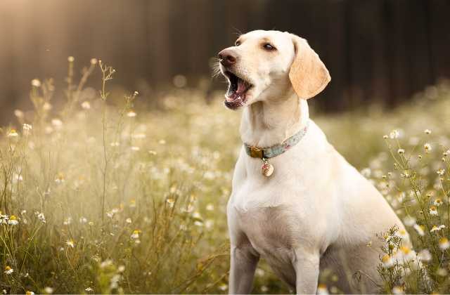 Why Do Dogs Howl With Sirens