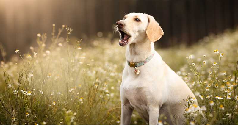 Why Do Dogs Howl With Sirens