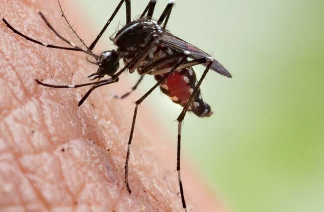 Why do mosquitoes bite