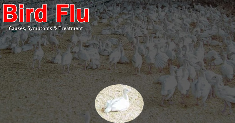 Brid Flu Causes, symptoms, treatments