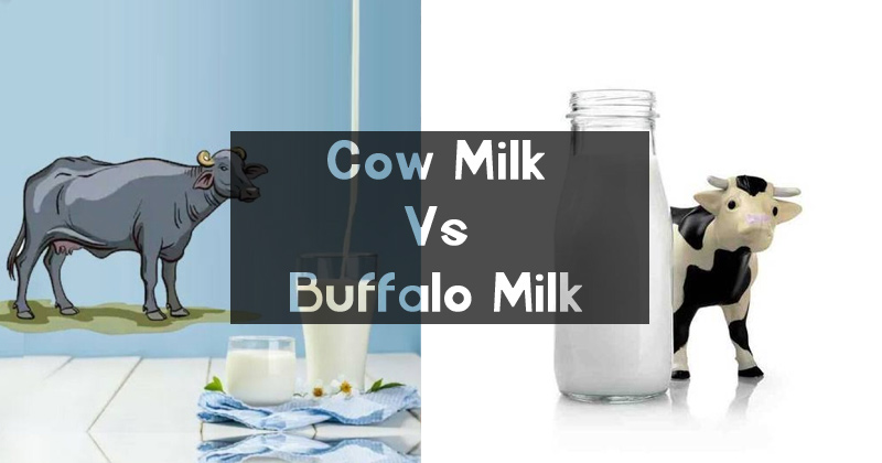 Cow Milk Vs Buffalo Milk